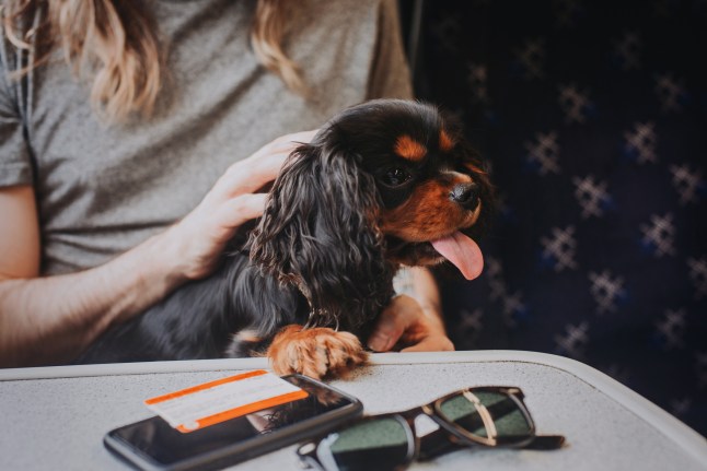 Cavalier King Charles Spaniel puppy on train