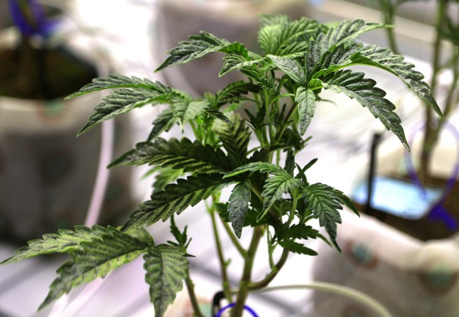 Wareham, MA - January 19: Trade Roots, a Wareham-based Cannabis dispensary grows cannabis plants for making CBD with THC in their greenhouse, and manufactures CBD products for sale in their shop and distribution to buyers. A four-week old Ice Cream Cake plant. (Photo by John Tlumacki/The Boston Globe via Getty Images)